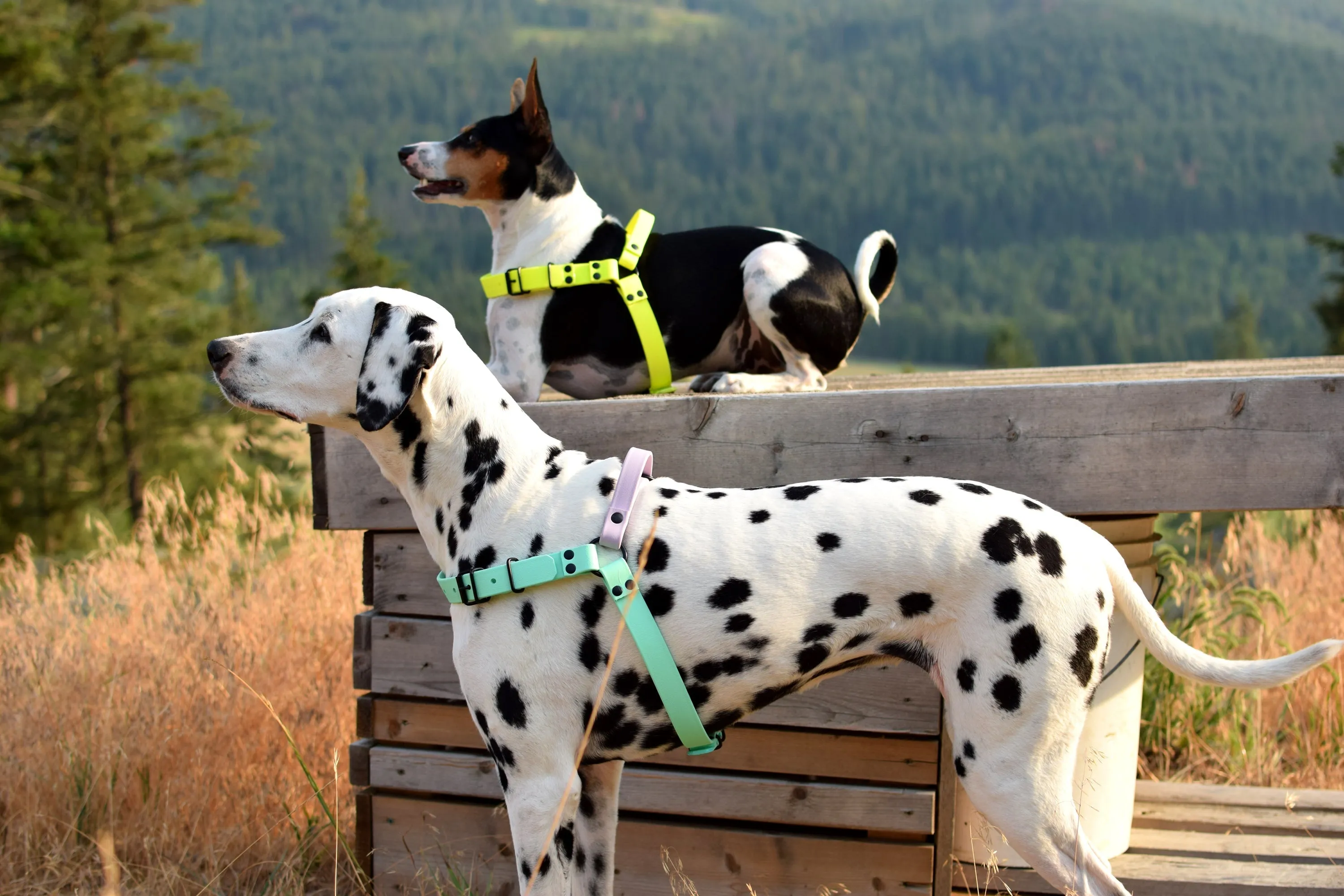 PREMADE COLLECTION - Seafoam & Pastel Purple Biothane Dog Harness